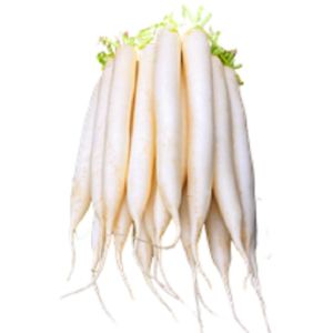 Radish
